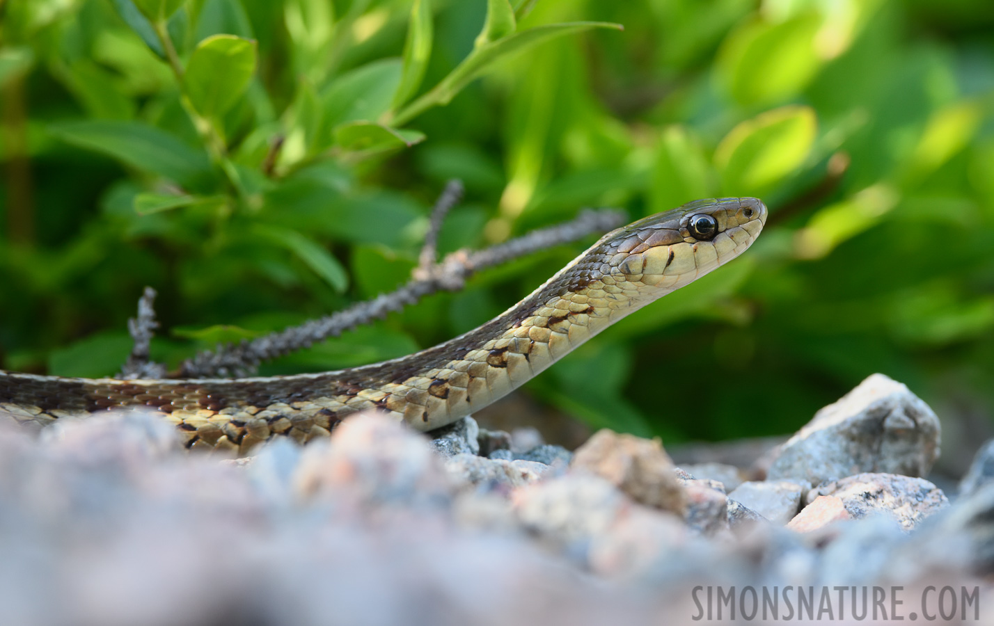 Thamnophis sirtalis pallidula [400 mm, 1/200 sec at f / 8.0, ISO 1000]